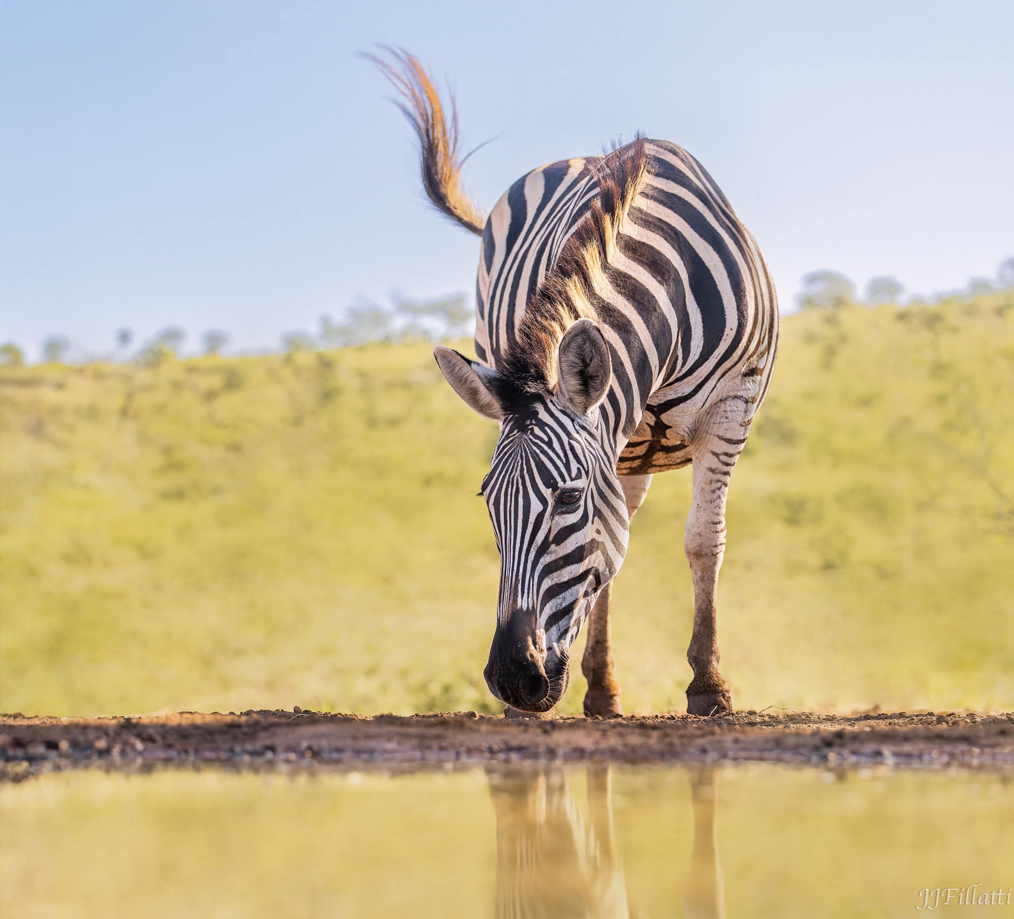 wildlife of Zimanga image 65